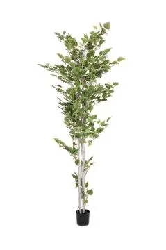 europalms birch tree, 210cm - slika 2