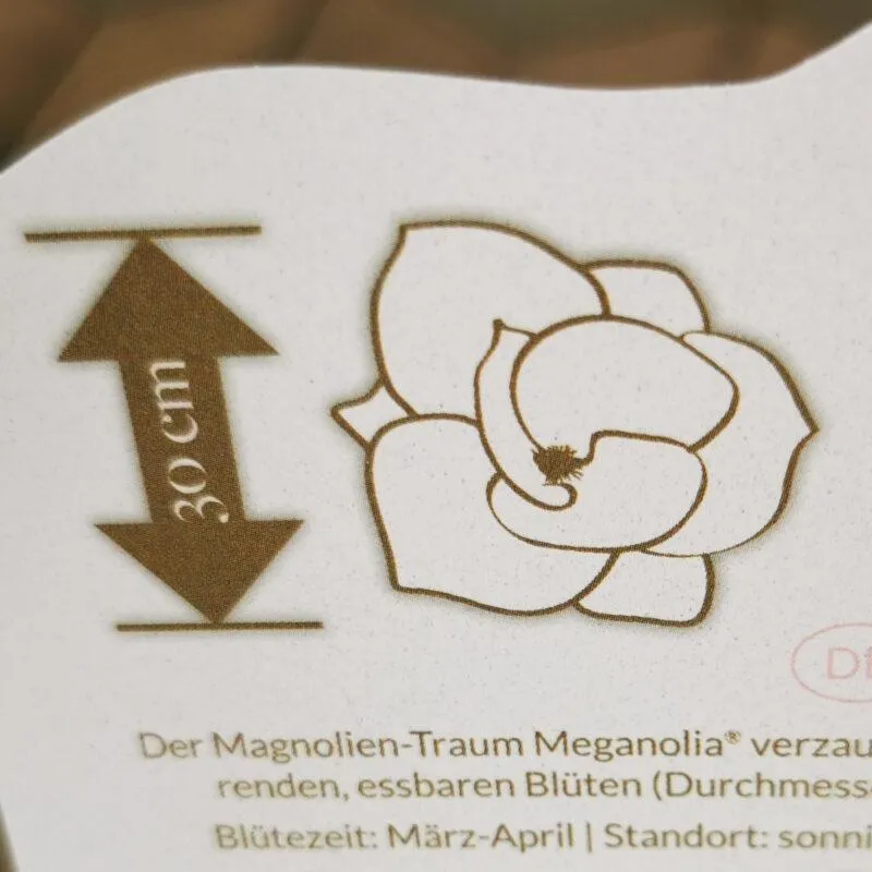 magnolia “meganolia”-mirisna - slika 3