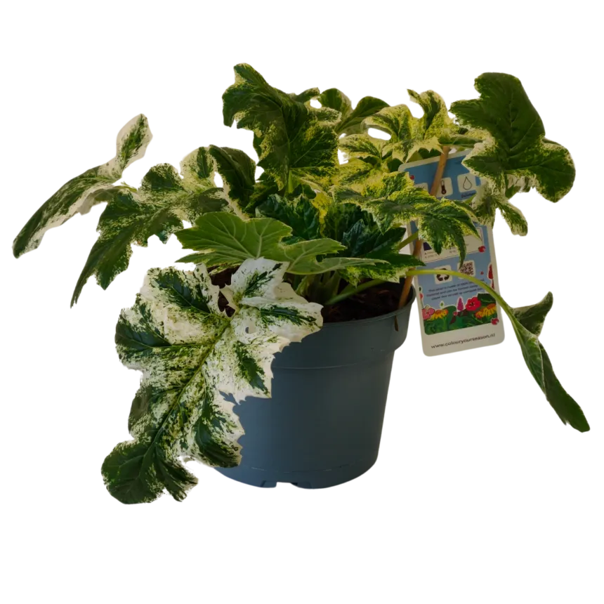 acanthus m. “white water” - slika 3