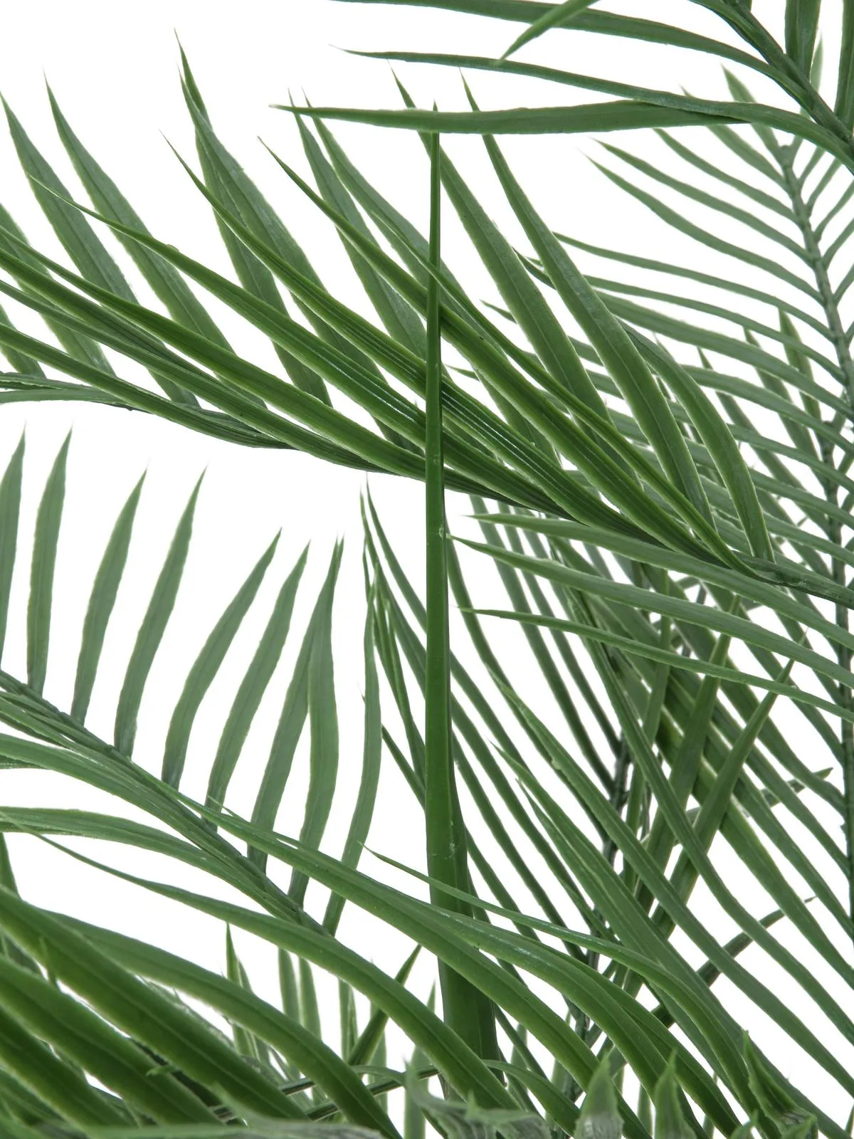 europalms kentia palm tree, 150cm - slika 2