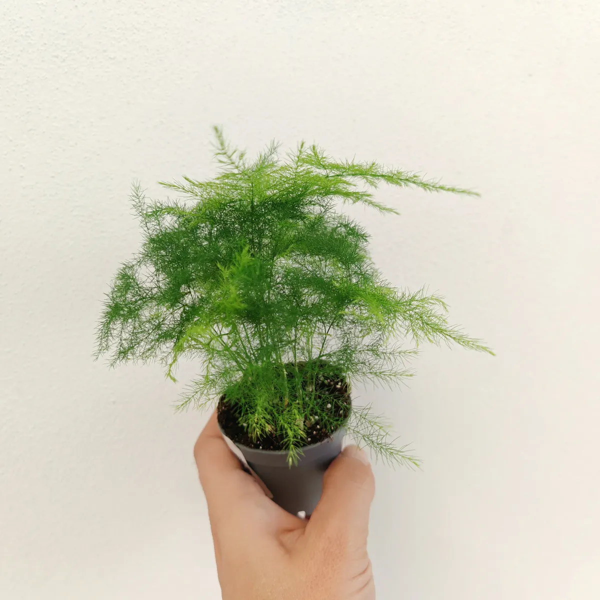 asparagus “plumosus” - slika 2
