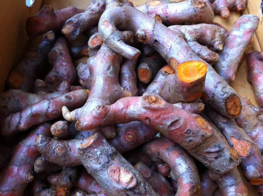 KURKUMA VELIKA - Svježa BIO 120 kn/kg - Donja Bistra, Bistra