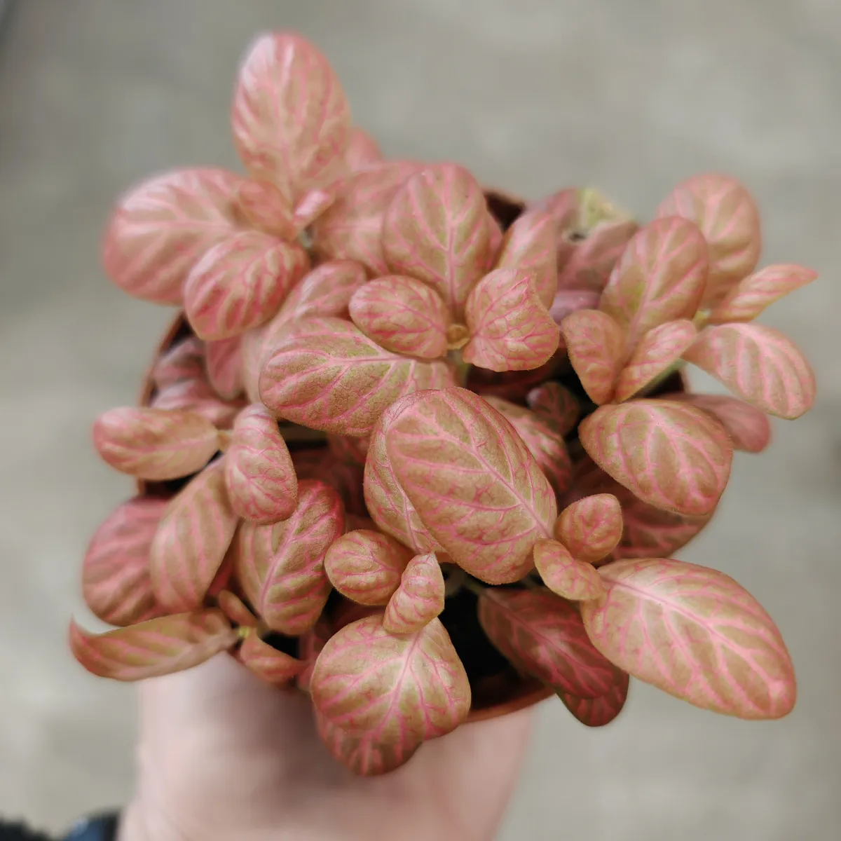fittonia verschaffeltii - slika 2