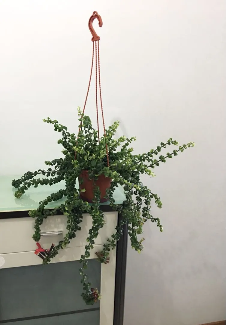aeschynanthus - slika 3