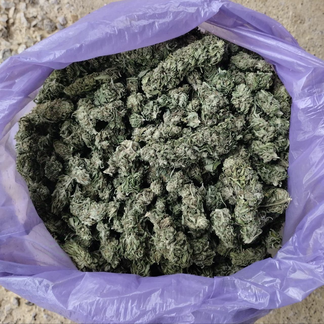 *cbg-cbd cvijet konoplje* - slika 5