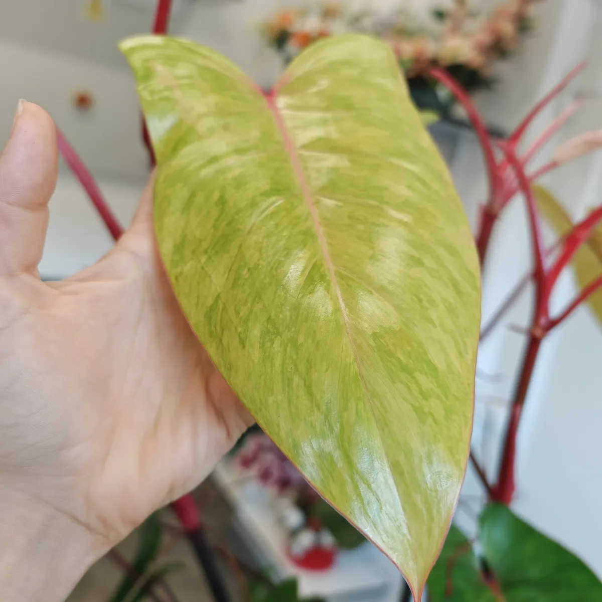 philodendron “painted lady” - slika 4