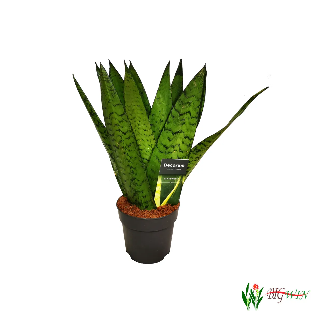 SANSEVIERIA “Zeylanica fan” - Brestovac