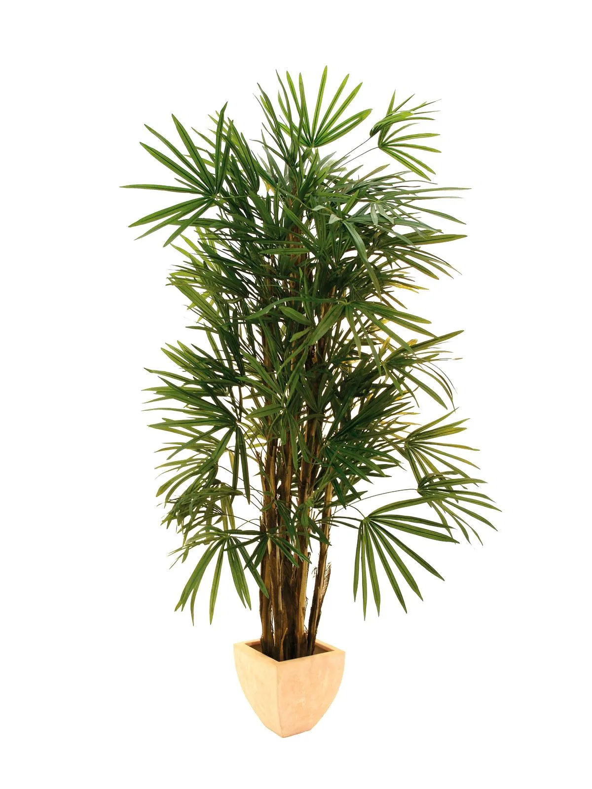 EUROPALMS Lady Palm, 210cm - Križevci