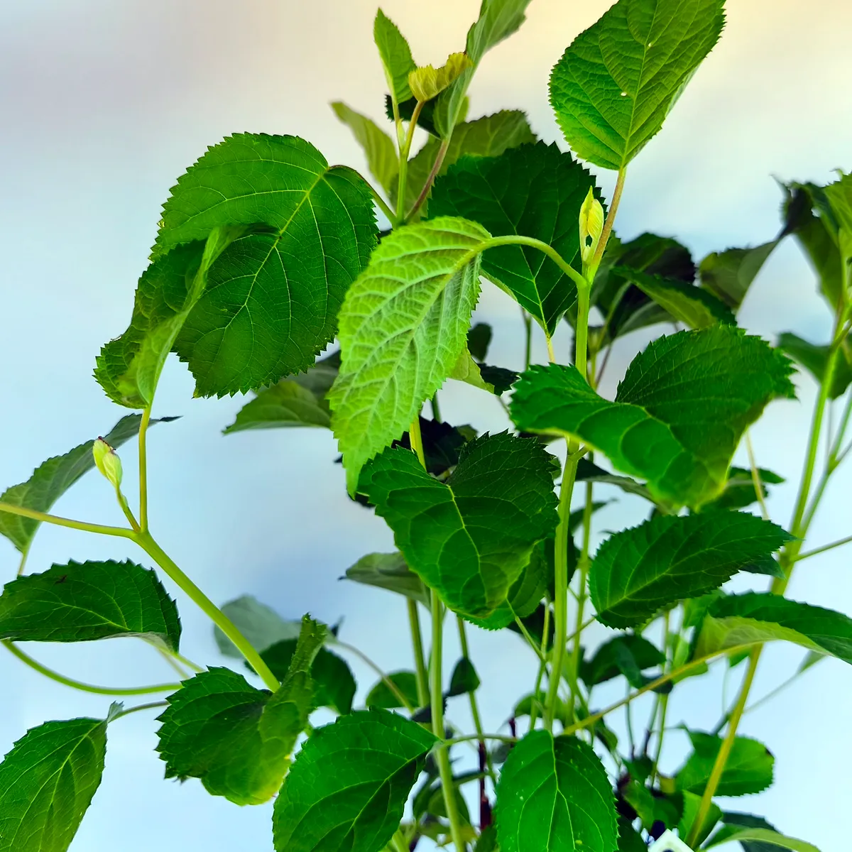 hydrangea arb. “strong annabelle” - slika 4