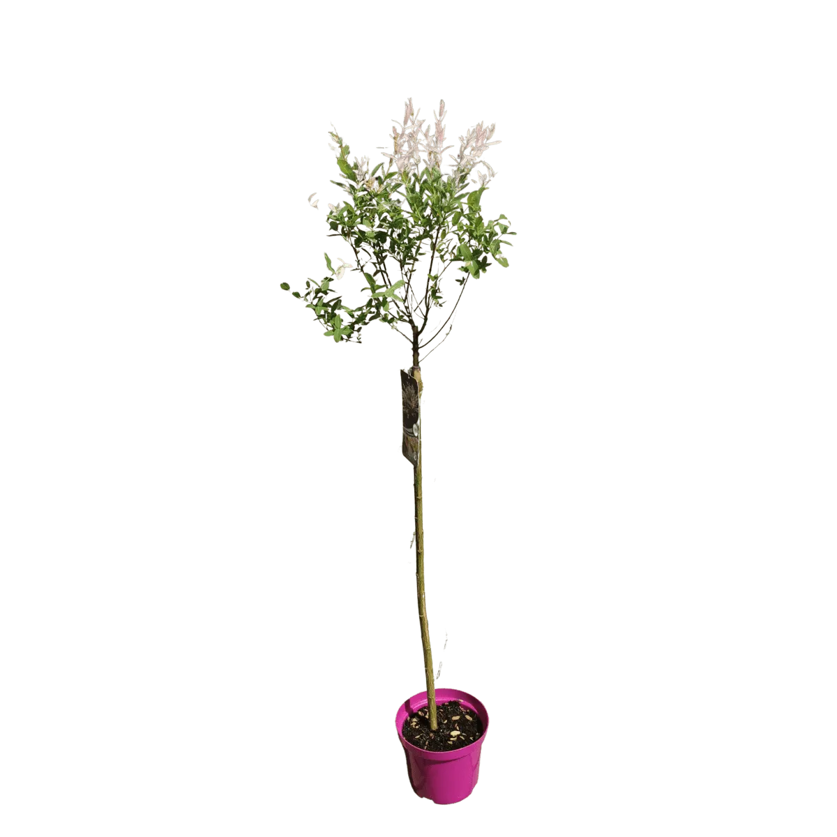 cotinus cog “royal purple” - slika 4