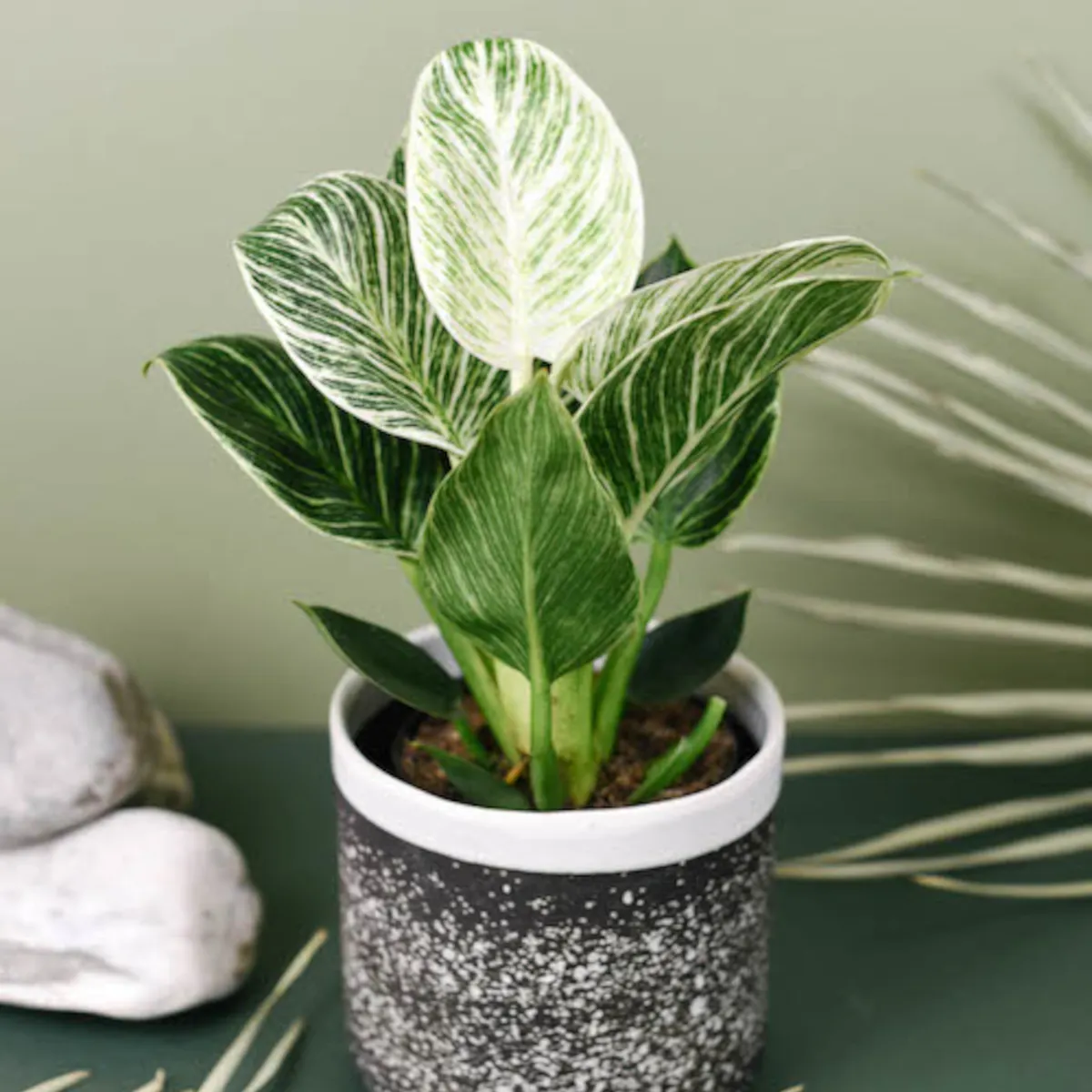 philodendron “white wave” - slika 2
