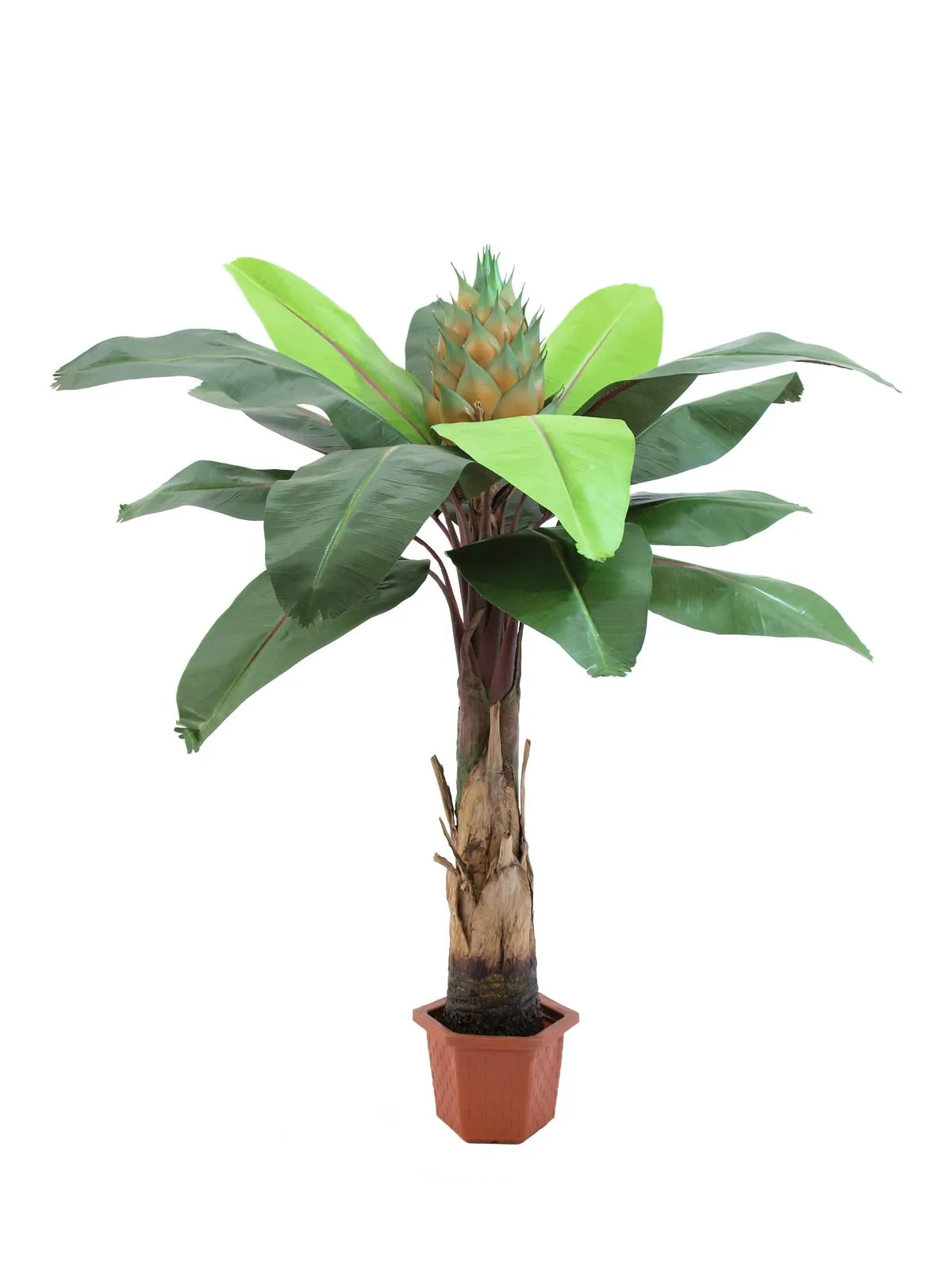 EUROPALMS Bird of paradise palm, 180cm - Križevci