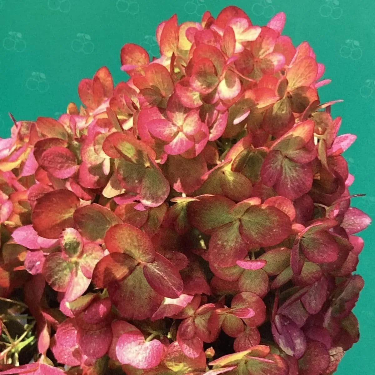hydrangea p. “petite cherry”/mini hortenzija - slika 2