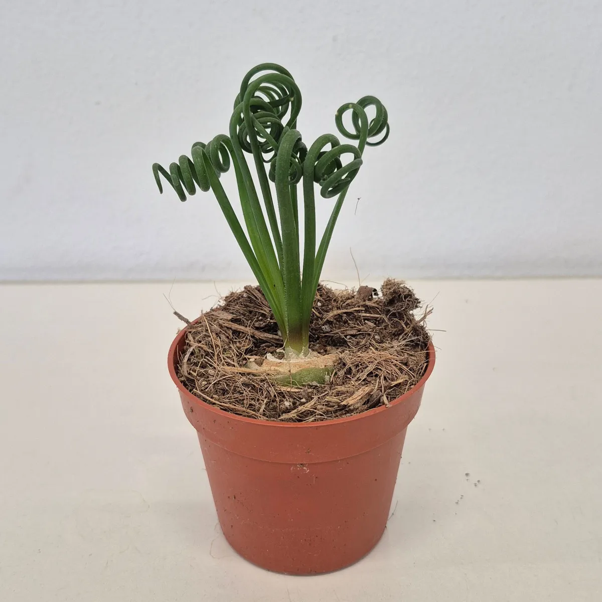 albuca spiralis “frizzle sizzle” - slika 2