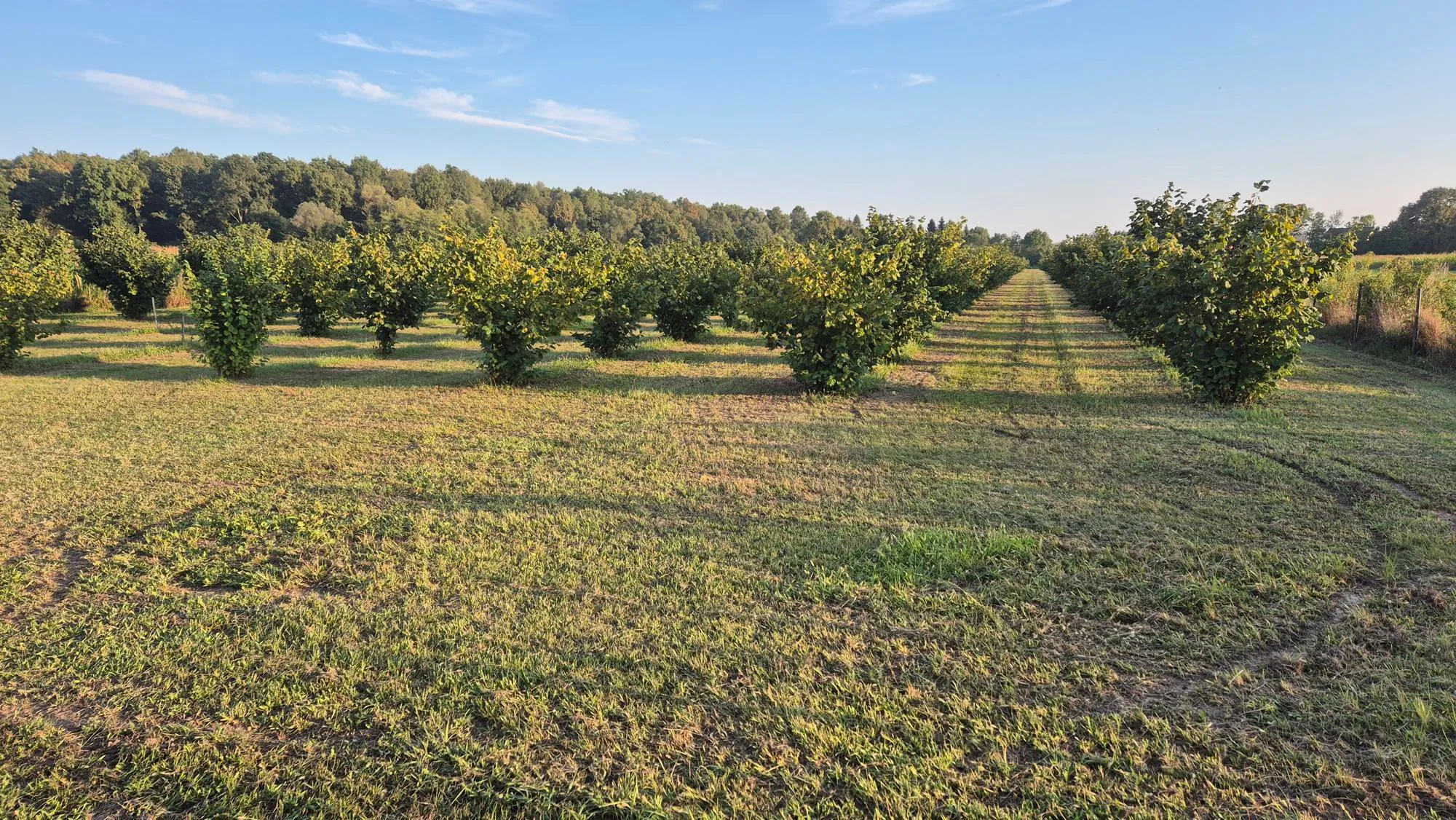 nasad lješnjaka, obedišće, 16100 m2 moguća zamjena - slika 4