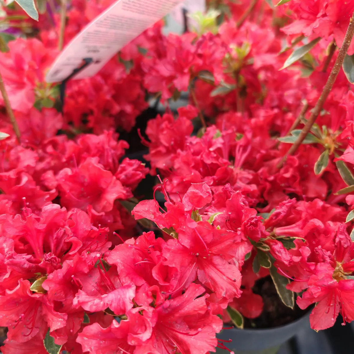 rhododendron jap. “hot shot” - slika 5