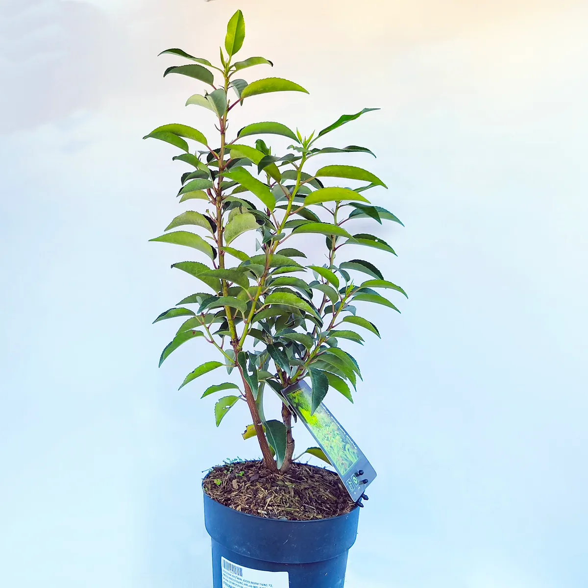 prunus l. “angustifolia”p.lovor višnja - slika 2