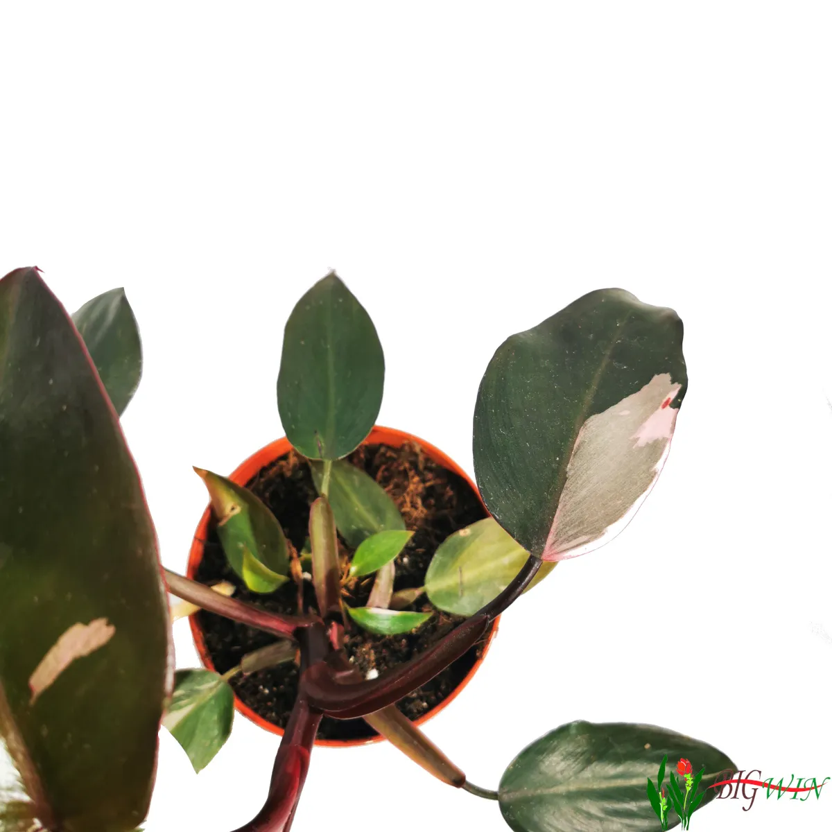 philodendron “pink princess” - slika 7