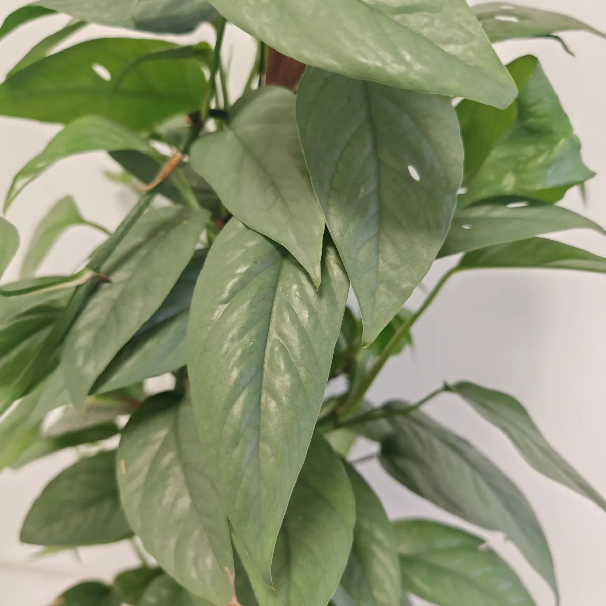 epipremnum “cebu blue” - slika 3