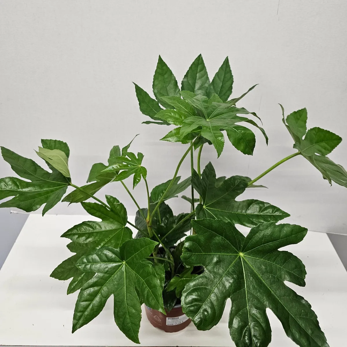 fatsia japonica - slika 2