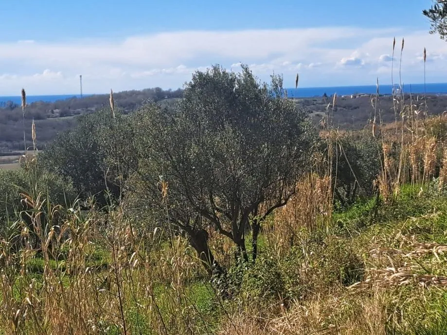 buje građevinsko zemljište sa panoramskim pogledom na more - slika 4