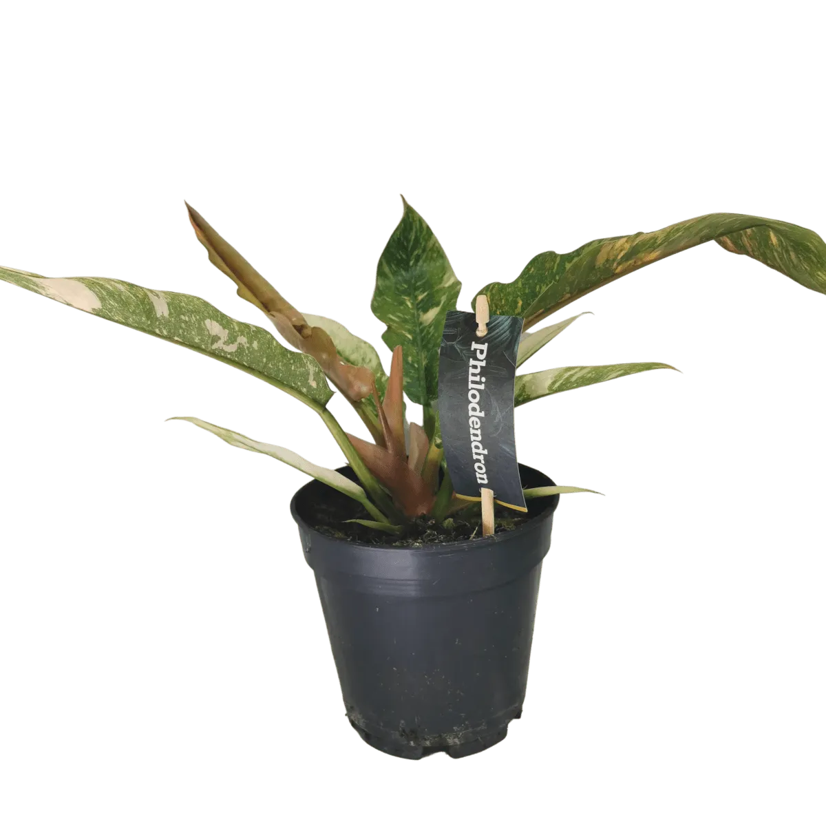 philodendron ‘narrow ring of fire’ - slika 2