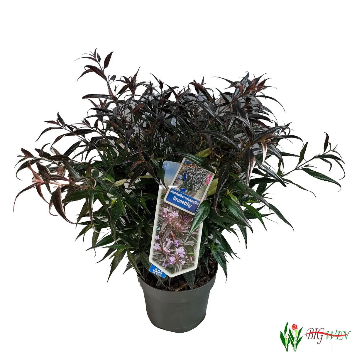 strobilanthes ani. “brunetthy” - slika 3