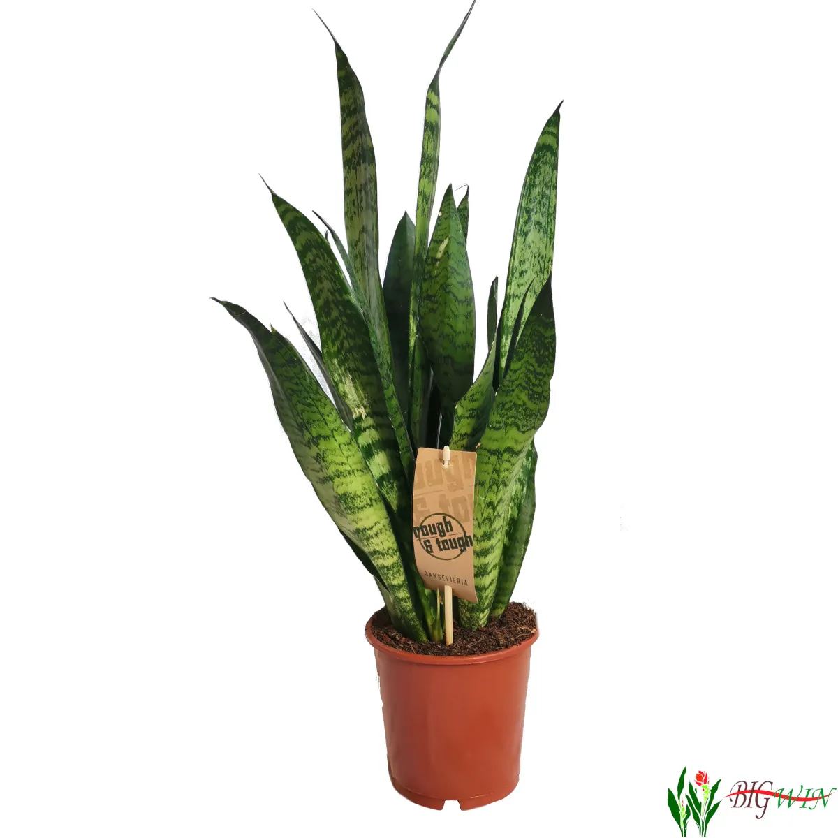 SANSEVIERIA TRIF. “Black Coral” - Brestovac
