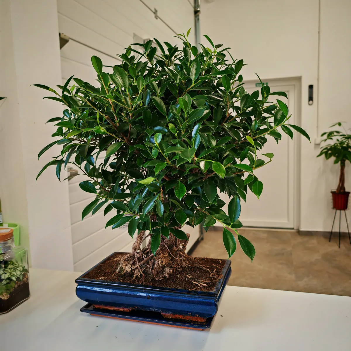 bonsai kućni - slika 2