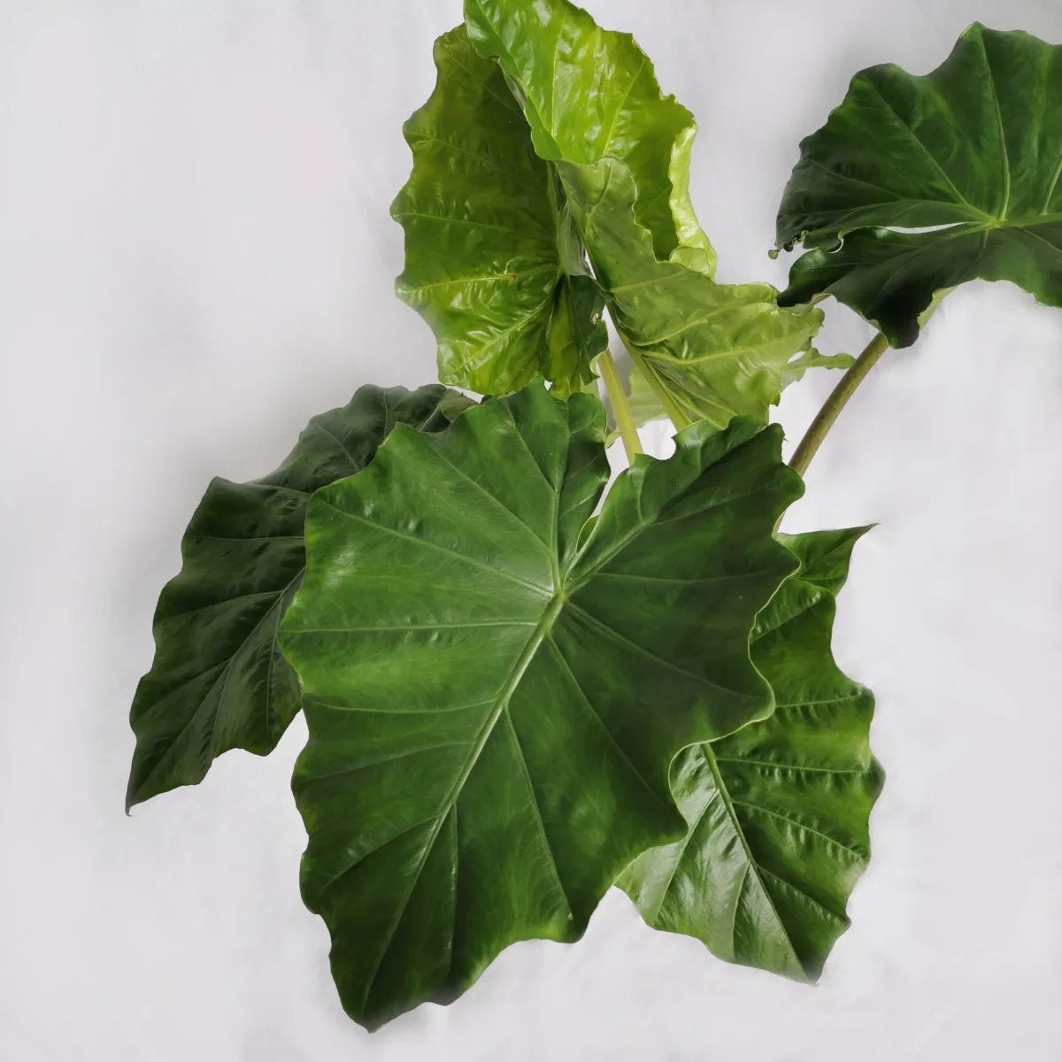alocasia “portodora” - slika 2