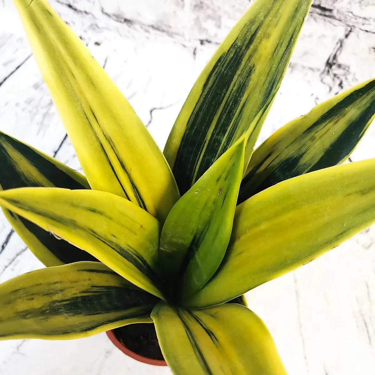 sansevieria “golden flame” - slika 4
