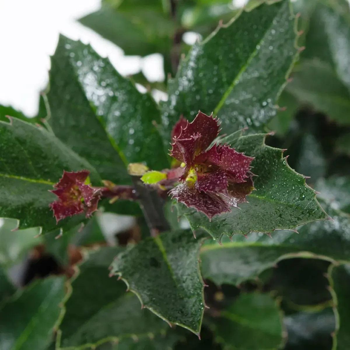 ilex mes. “heckenblau” - slika 2