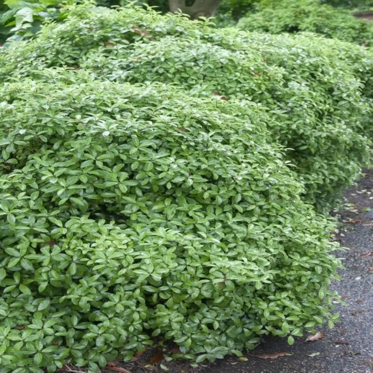 pittosporum tenuifolium - slika 2