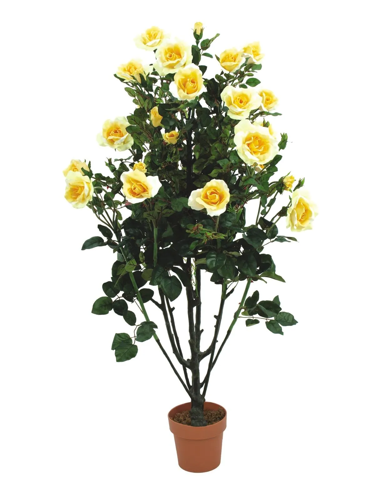 EUROPALMS Rose shrub, light-yellow, 140cm - Križevci