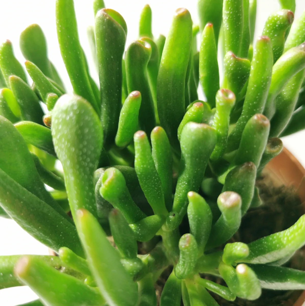 crassula o. “gollum”/drvo novca - slika 4