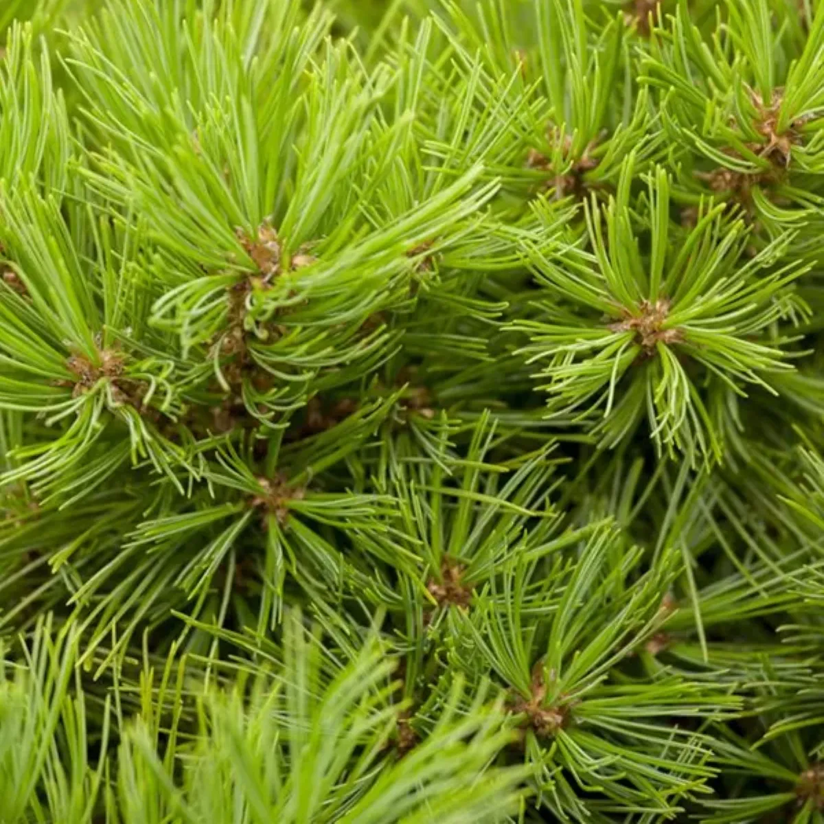 pinus strobus “minima” - slika 2