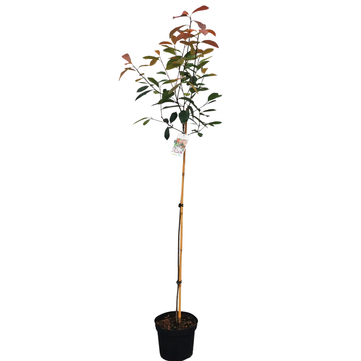 photinia fr. “carre rouge” - slika 2