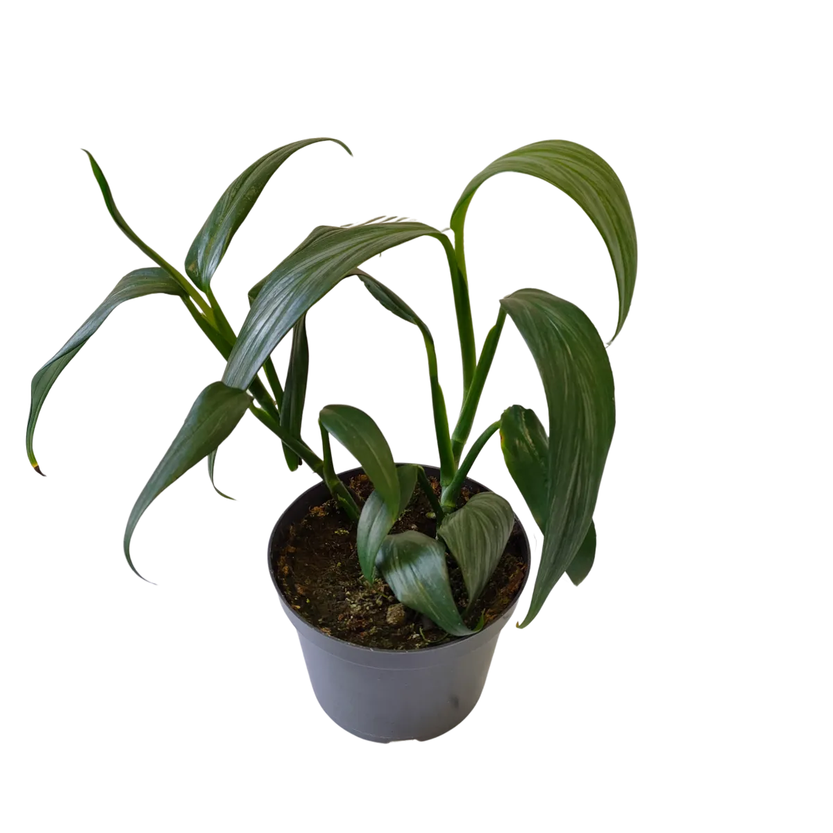 epipremnum ampl “silver stripe” - slika 2