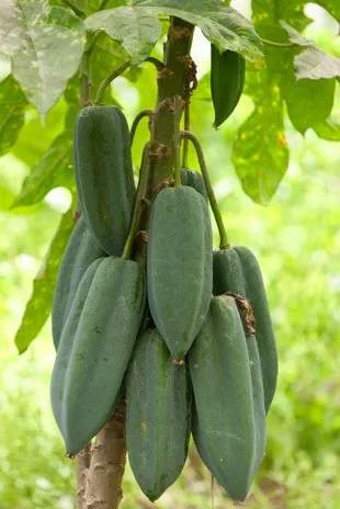 Babaco sadnica - Donja Bistra, Bistra