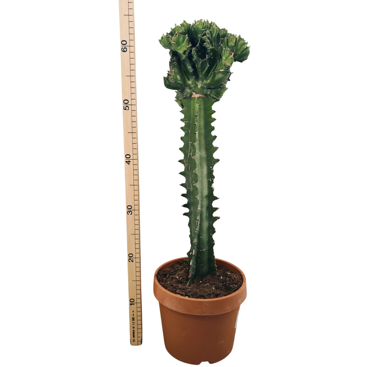 euphorbia lactea ”cristata” - slika 2