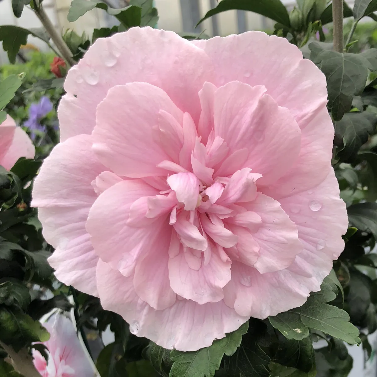 hibiscus syriacus - slika 2