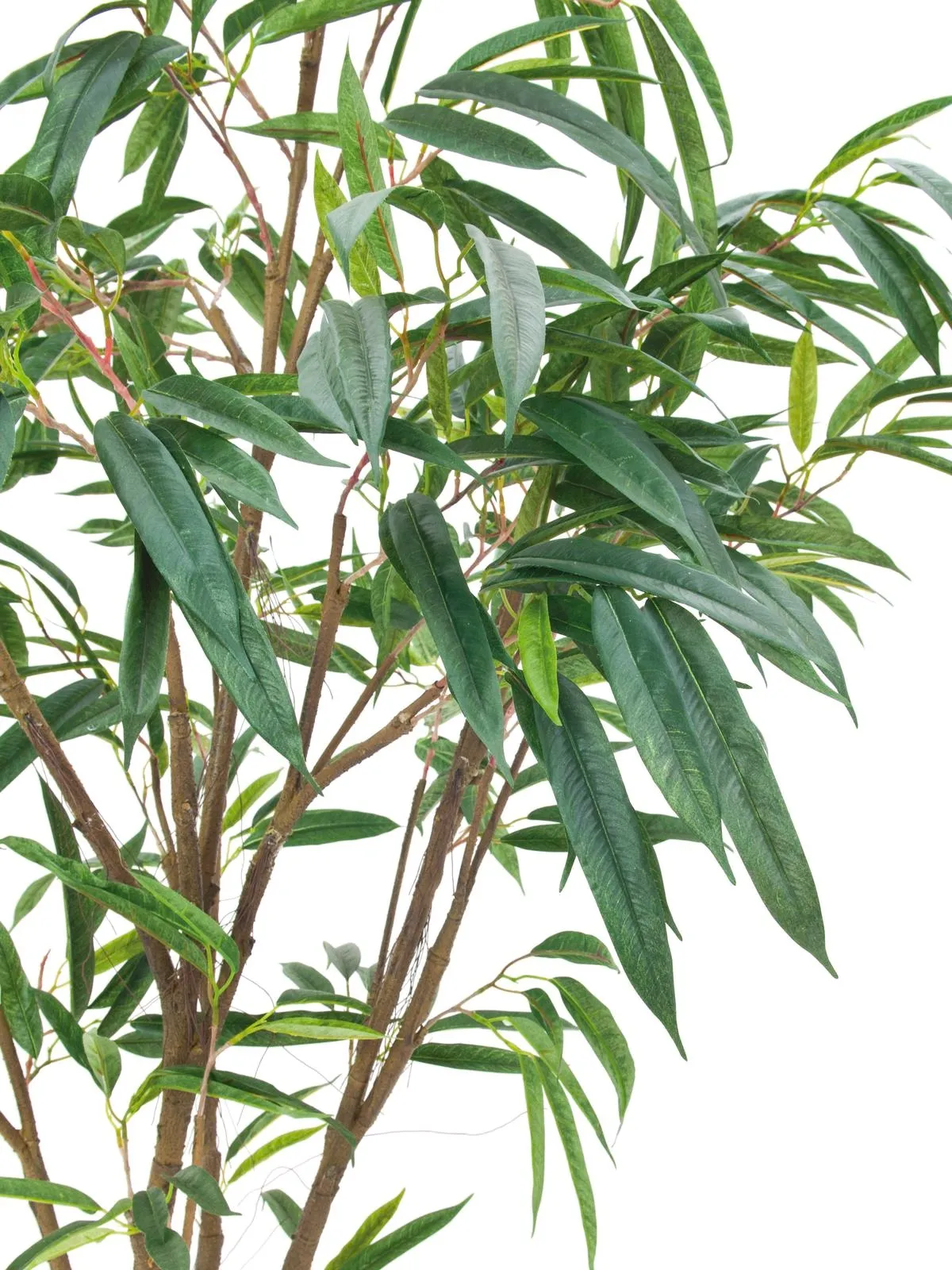 europalms ficus longifolia, thick trunk, 180cm - slika 2