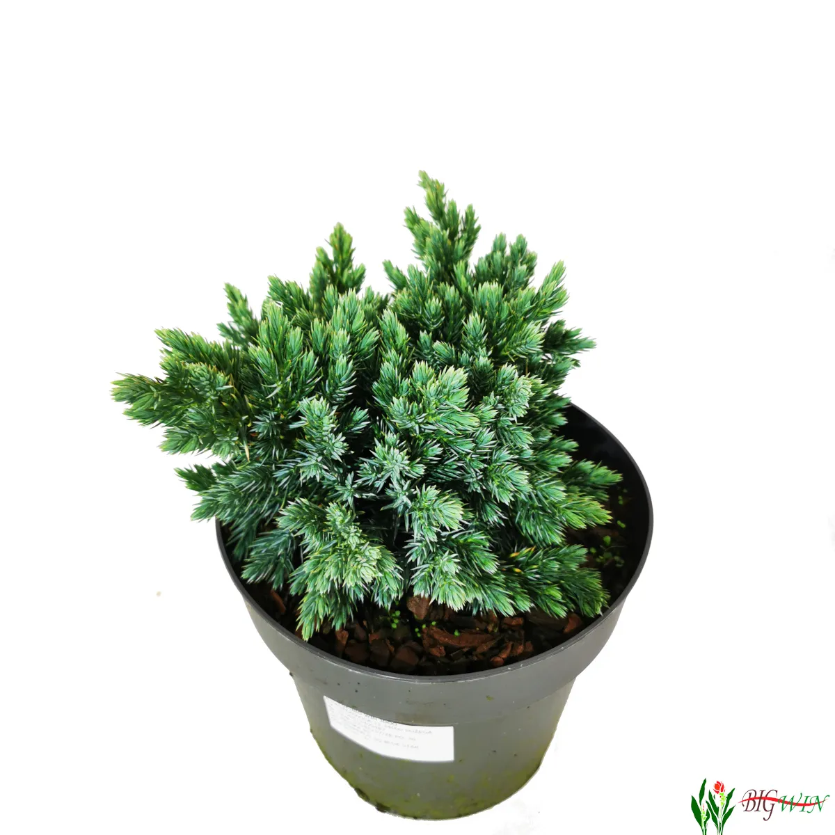 juniperus sq. “blue star” - slika 2
