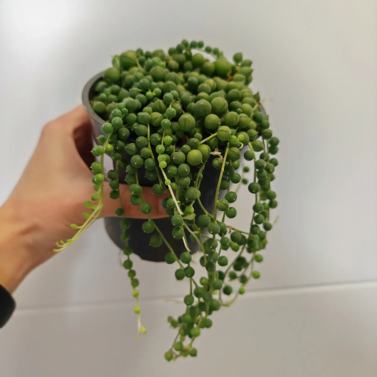 Senecio Rowleyanus - Brestovac