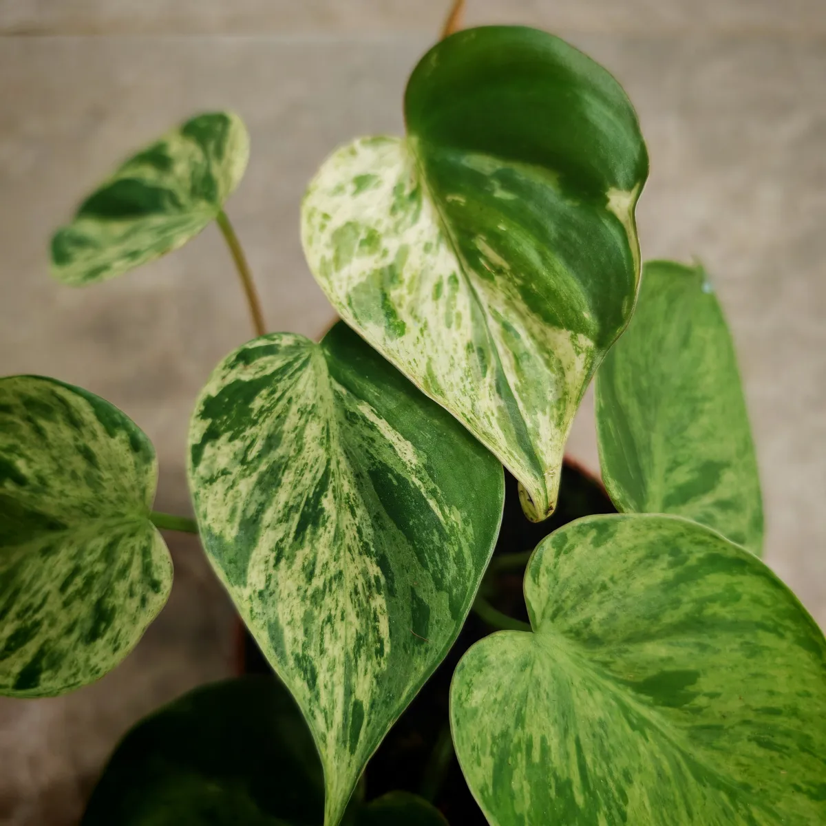 philodendron hed. “oxycardium variegata” - slika 3