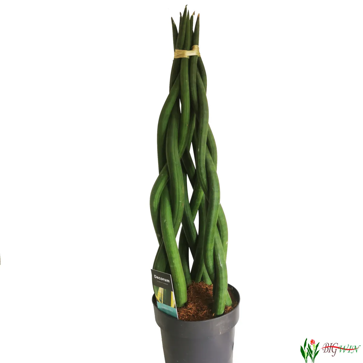 sansevieria cylindrica - slika 5