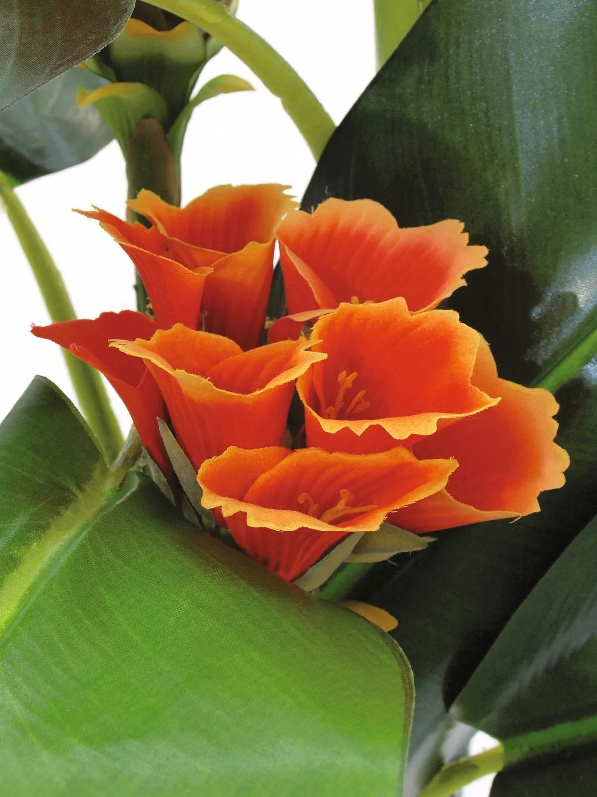 europalms tralizia, 150cm - slika 2