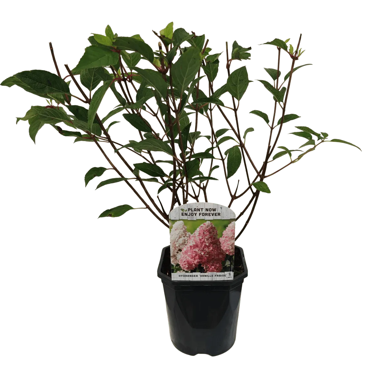 hydrangea pan.”vanille-fraise” - slika 3