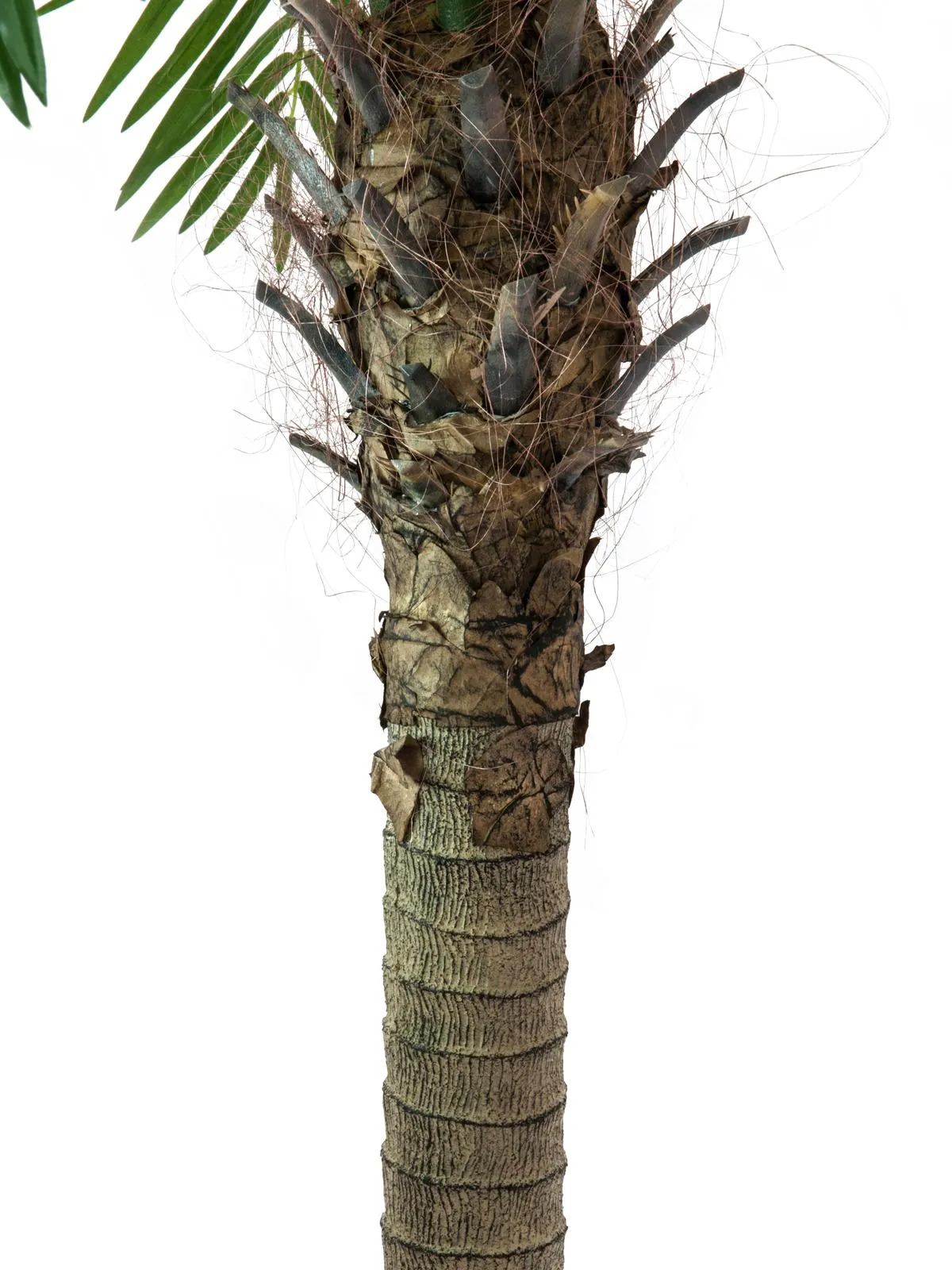 europalms phoenix palm tree luxor, 150cm - slika 2