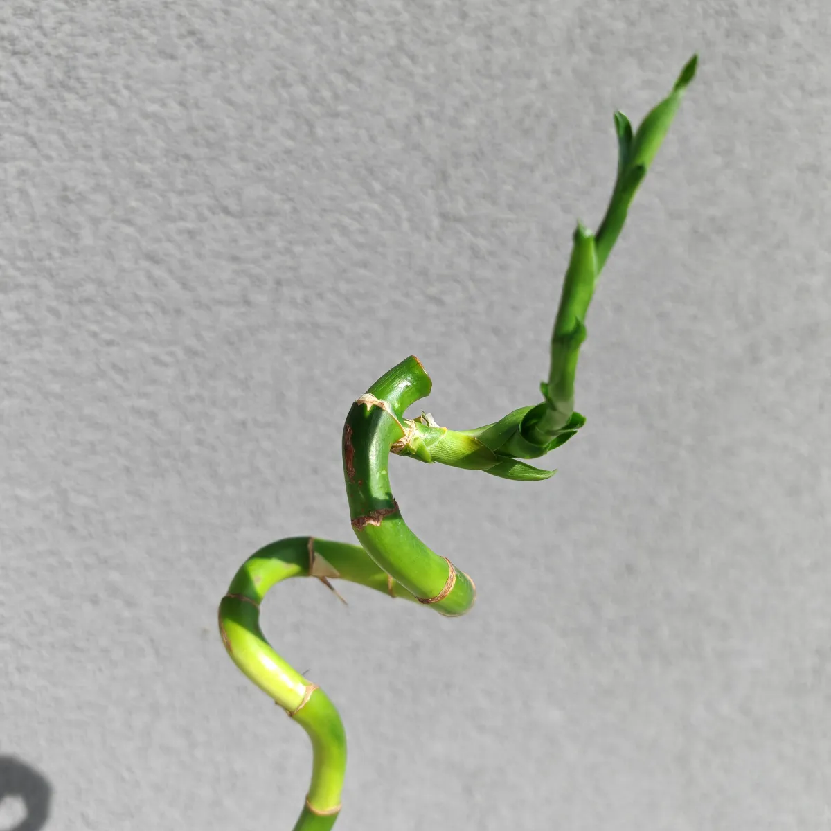 lucky bamboo - slika 4